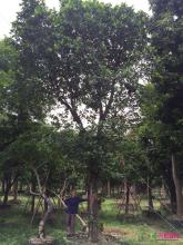 菠萝树